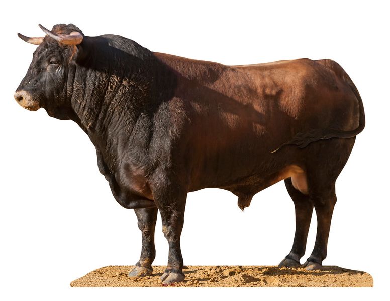 ფაილი:Bull.jpg