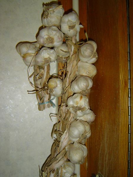 ფაილი:Gala.jpg