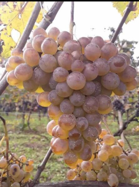ფაილი:Chekhardani.jpg